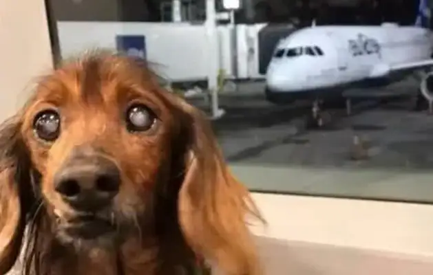 Dogs are old-fashioned and 18-year-old dogs live so well