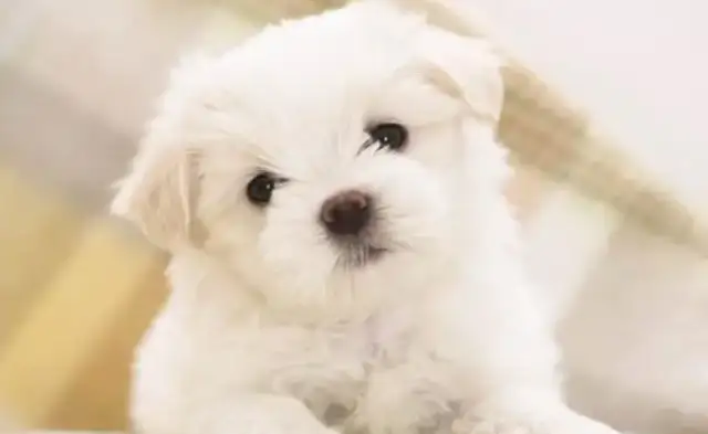 How do you remove the fleas from the dog