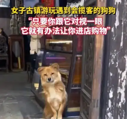 She's been playing around in ancient women's town with a pick-up dog
