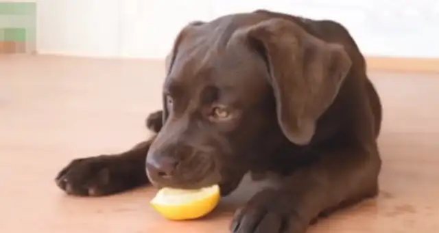 The dog's face is so weird, he'll bite his teeth and look at the lemons on the ground