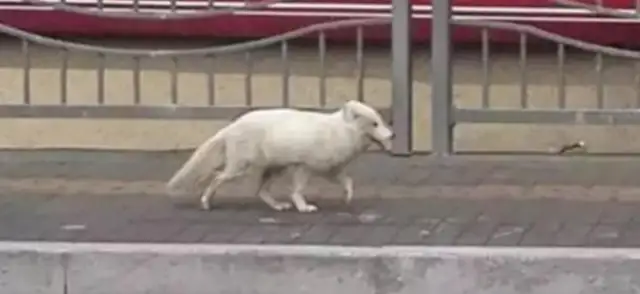 Good man rescues a stray dog on the road, and it's a white fox