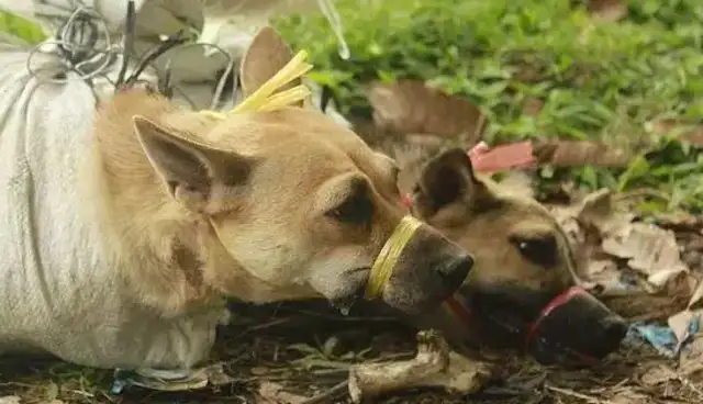 A stray dog was killed alive in a sack. A dog-lover cried