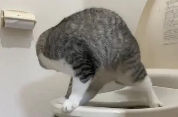 Master bumped into a cat and pooped on a toilet