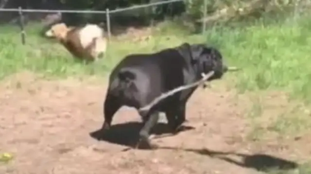 Bulldogs are too fat to play with gold hair