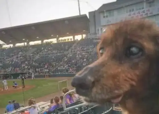 Dogs are old-fashioned and 18-year-old dogs live so well