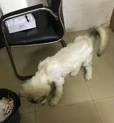 It's like two dogs after a shave