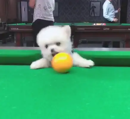 Puppies and masters play billiards,