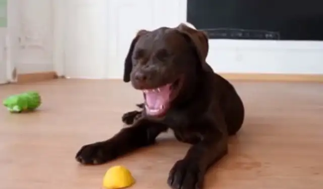 The dog's face is so weird, he'll bite his teeth and look at the lemons on the ground