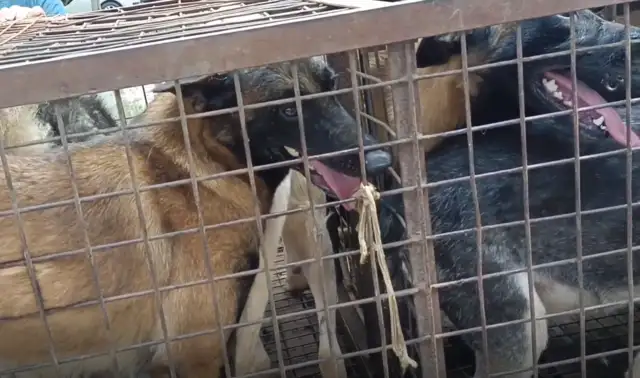 Jiangsu: Where's the dog-dog out of the yard? The dog car is full of pets, owner of the dog field: it's worthless