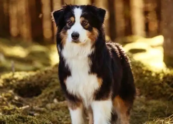 Chinese, why do you despise Chinese dogs