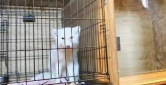 Good man rescues a stray dog on the road, and it's a white fox