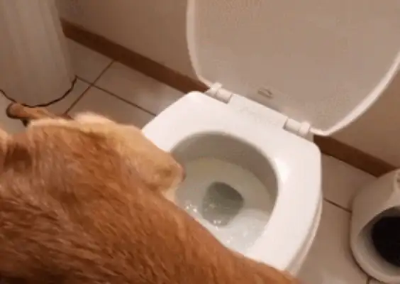 Master bumped into a cat and pooped on a toilet