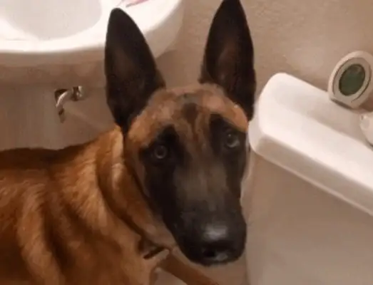 Master bumped into a cat and pooped on a toilet