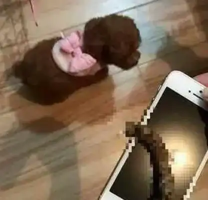 Watch out! The Teddys show up in these five situations and prove they don't give a shit about you