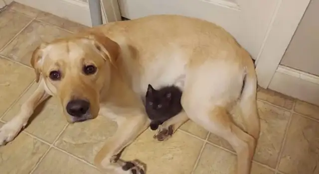 Because I love the new cat, the dog hides it from others