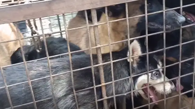 Jiangsu: Where's the dog-dog out of the yard? The dog car is full of pets, owner of the dog field: it's worthless
