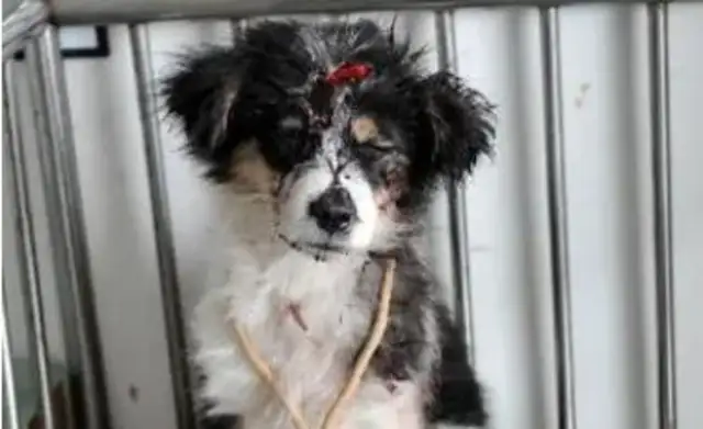 The dog was abused by the owner, locked up for two years, shaved to find Teddy