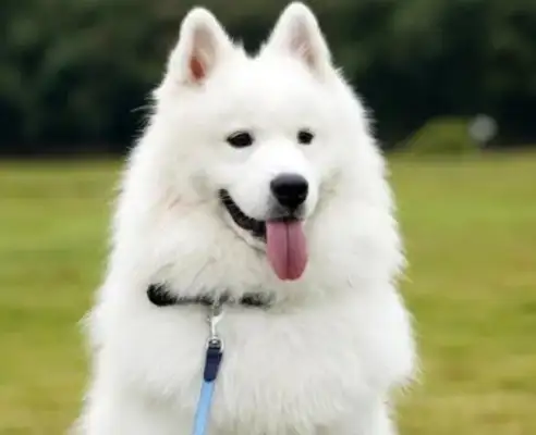 Chinese, why do you despise Chinese dogs
