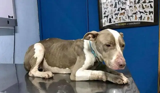 It's heartbreaking. No good feeders make dogs lose trust in humanity