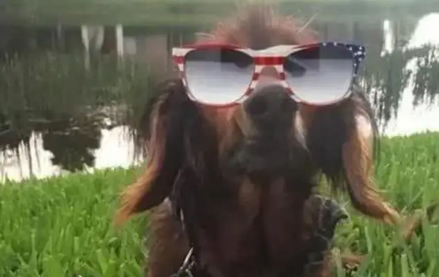 Dogs are old-fashioned and 18-year-old dogs live so well