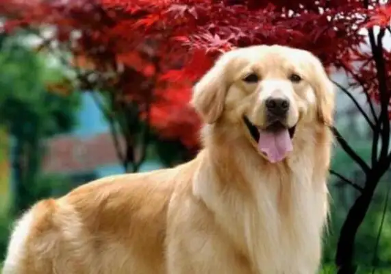 Back in the day, a good neighbor shot a dog with a rat's medicine, which eventually led to a murder