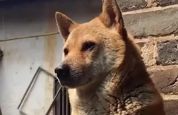 Chinese, why do you despise Chinese dogs