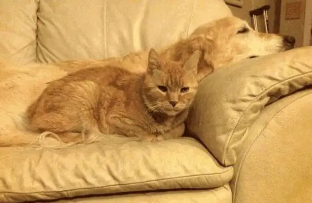 Pussy cat beats a bitch when she's not home