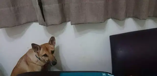 The dog was abandoned and came home to sleep against the wall. Three years later, the sun was on the roof