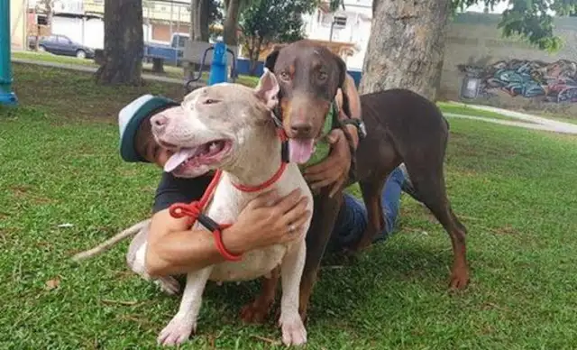 It's heartbreaking. No good feeders make dogs lose trust in humanity