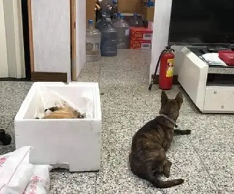 The other dog won't leave after eight hours