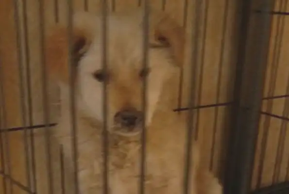 A stray dog happens to be on the street, and it feels like it's getting cold when it's sent to check