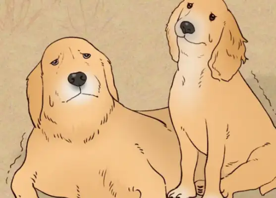Chinese, why do you despise Chinese dogs