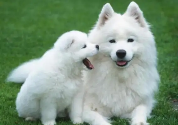 The dog's got a wild monkey