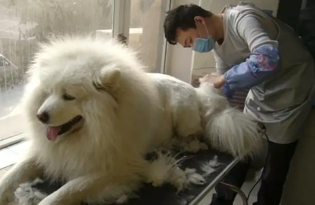 Girls like dogs for a couple of reasons