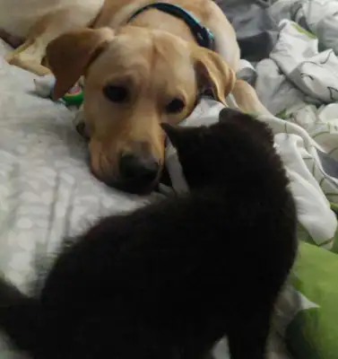 Because I love the new cat, the dog hides it from others