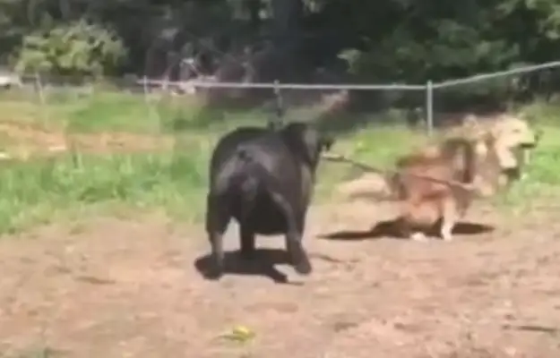 Bulldogs are too fat to play with gold hair