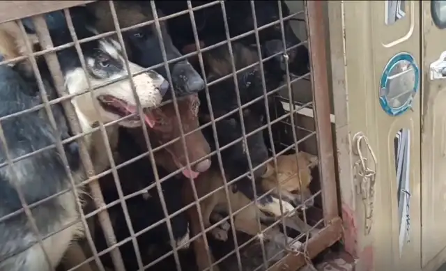 Jiangsu: Where's the dog-dog out of the yard? The dog car is full of pets, owner of the dog field: it's worthless