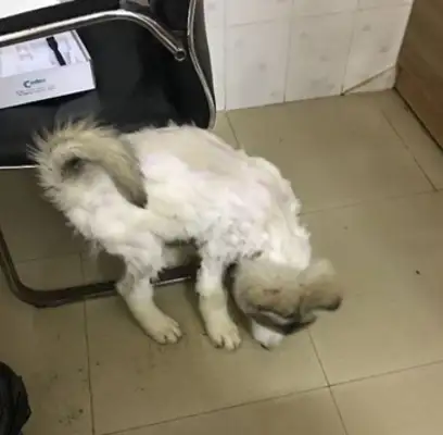 It's like two dogs after a shave