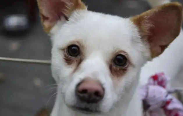 The white dog was in a car accident, the blackboard fell in love and moved