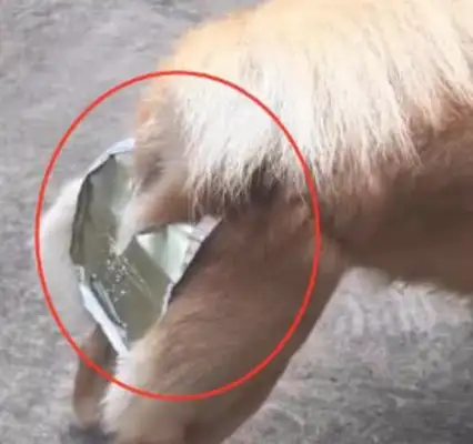 The dog was pregnant for no reason, and the master couldn't bear to create a weapon