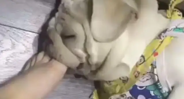 The dog sleeps snoring, the master feels loud. Put your foot in there and stuff it