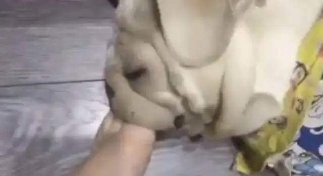 The dog sleeps snoring, the master feels loud. Put your foot in there and stuff it