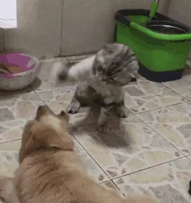 Pussy cat beats a bitch when she's not home