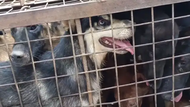 Jiangsu: Where's the dog-dog out of the yard? The dog car is full of pets, owner of the dog field: it's worthless