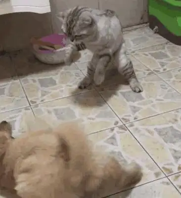 Pussy cat beats a bitch when she's not home