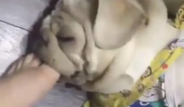 The dog sleeps snoring, the master feels loud. Put your foot in there and stuff it