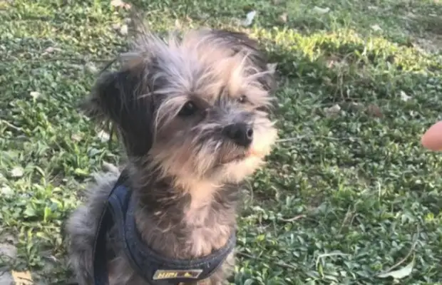 Just because I accidentally ran into the passerby's clothes and pants, the dog got kicked in the side, and the baby was suffocating