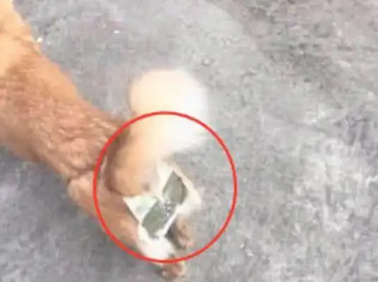 The dog was pregnant for no reason, and the master couldn't bear to create a weapon
