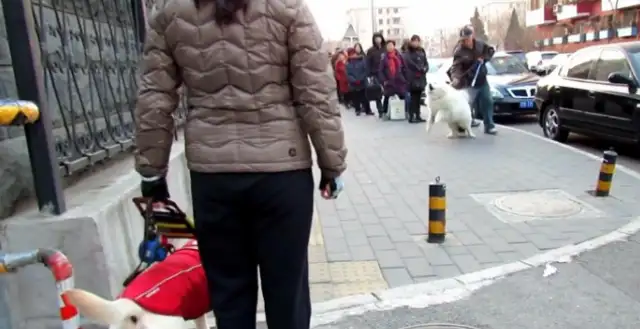 We meet on the narrow road, Samoye provokes blind dogs, blind dogs: I'll leave when you're tired