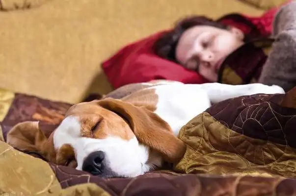Men lie in bed resting with dogs around them: even money to buy blankets is saved